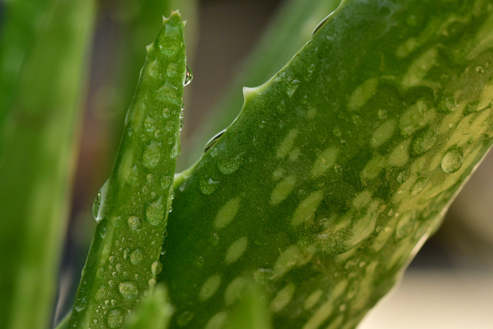 100% Aloe Vera Gel | Free The Roots